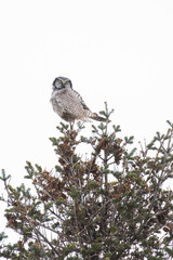 northern hawk-owl (Surnia ulula) hunting in winter