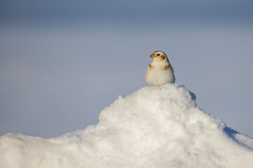 snow bunting in Canadian winter