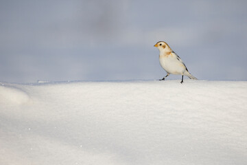 snow bunting in Canadian winter