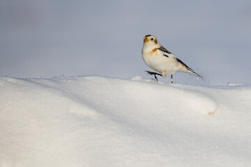 snow bunting in Canadian winter
