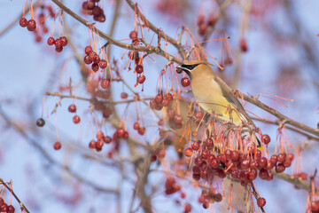 cedar waxwing in Canadian winter 