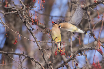 cedar waxwing in Canadian winter 