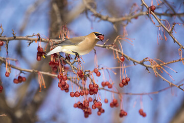 cedar waxwing in Canadian winter 