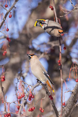 bohemian waxwing in Canadian winter 