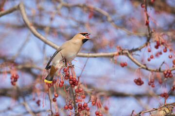 bohemian waxwing in Canadian winter 