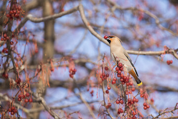 bohemian waxwing in Canadian winter 