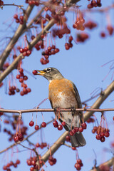 American robin (Turdus migratorius) in winter