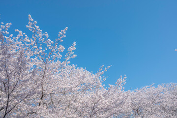 満開の桜