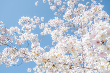 満開の桜