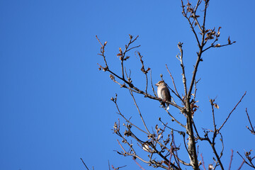木に止まるシメと青空