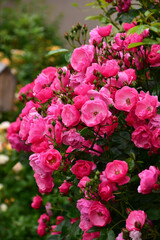 満開の庭のつるバラ　アンジェラ