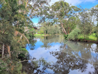 Fototapeta na wymiar Tree lined riverbank at Dora Creek Cooranbong New South Wales Australia