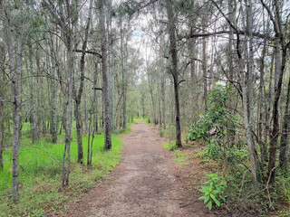 Fototapeta na wymiar Hiking trail on forest path at Cooranbong New South Wales Australia