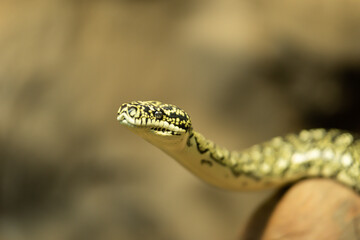 Snake head shoot