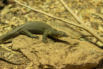 Komodo dragon waiting to pounce