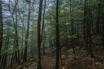 Fototapeta premium forest in the morning