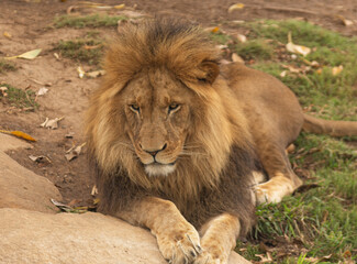 Fototapeta na wymiar A real Angry of Lion