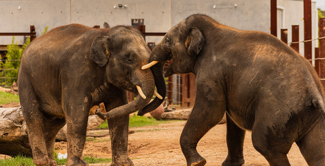Two elephants playing in fight