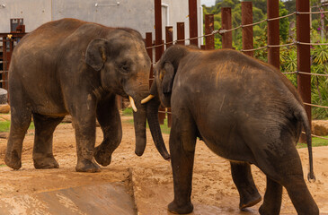 Fototapeta na wymiar Two elephants Playing inside the cage
