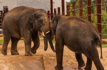 Two elephants Playing inside the cage