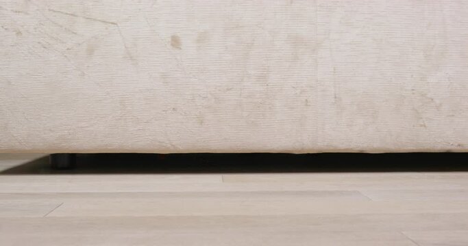 Black dachshund dog with ginger spots wags tail and runs in hotel living room with parquet floor past light-colored sofa closeup