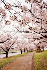 桜並木