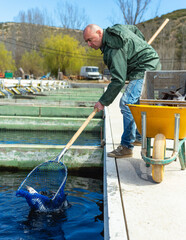 Male worker catching fish from outdoor reservoir with hoop net on sturgeon farm