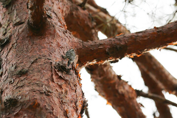 一生懸命木をつついているコゲラ