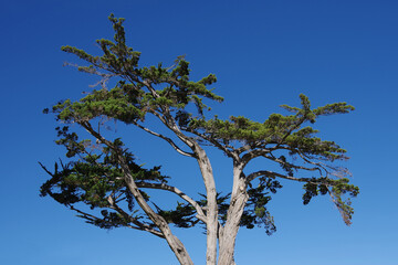 Coastal pine tree under blue sky on a bright warm winter day in southern California