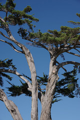 Coastal pine tree under blue sky on a bright warm winter day in southern California