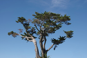 Coastal pine tree under blue sky on a bright warm winter day in southern California