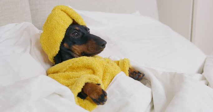 black dachshund dressed in yellow terry bathrobe with towel as turban wrapped around head lies on bed under warm blanket closeup