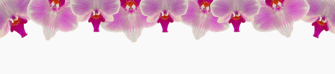 Orchid Pink flower.Phalaenopsis pulcherrima.Orchid flower banner.Pink orchid isolated on white...