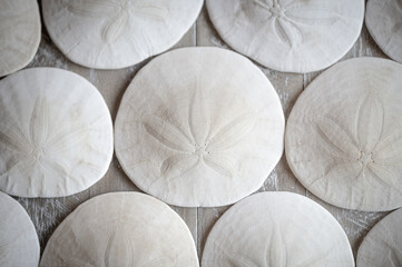 A group of white sand dollars arranged on a wood background
