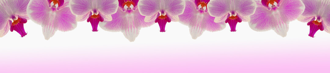 Orchid Pink flower.Phalaenopsis pulcherrima.Orchid flower banner.Pink orchid isolated on white background with pink gradient.Beautiful background. 