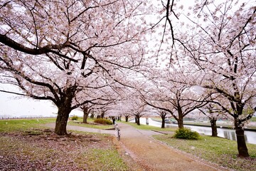 花びら舞う桜並木
