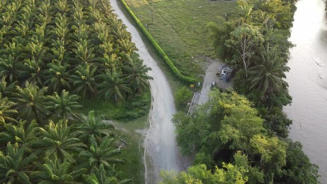 Camino entre plamas y vacas a un lado de la carretera