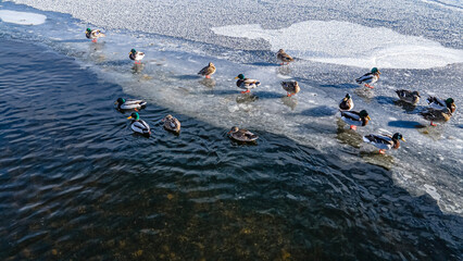 Fototapeta premium Ducks out on the winter ice