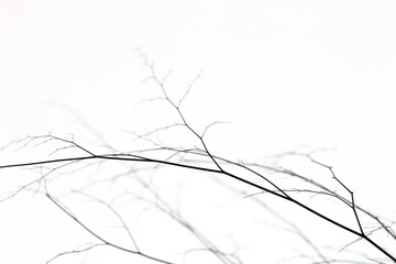 Fototapeta na wymiar silhouette of small branches in Rio de Janeiro, Brazil.