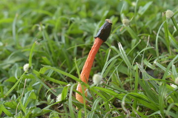 orange wild plant a kind of mushroom plant