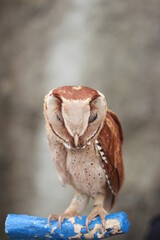 barn owl in a cage