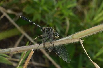 black dragonfly perched on the weed
