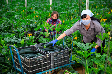 Female gardener in protective mask with ripe zucchini in the greenhouse