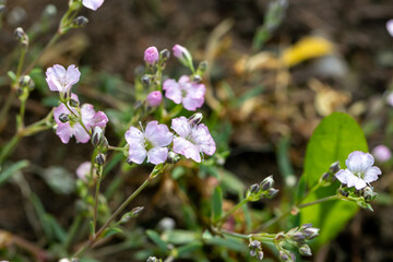 Pale pink small flowers of gypsophila repens creeping variety 
