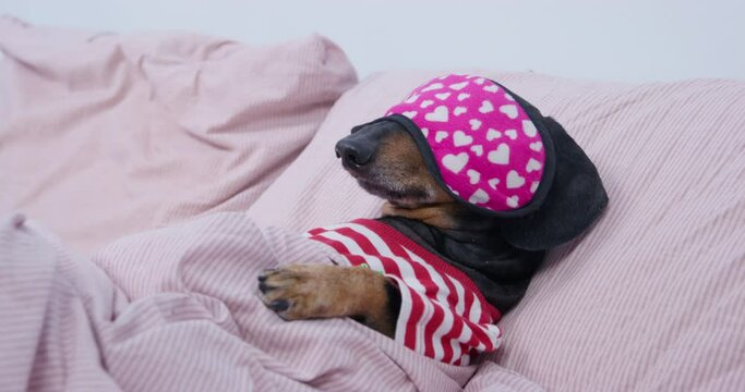 Dachshund with black fur in sleeping mask and dressed in colorful striped shirt lies on bed pillow under warm blanket closeup
