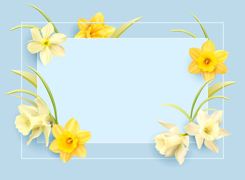 Romantic delicate background with floral border of daffodils. Template for greeting card, invitation. Vector illustration.
