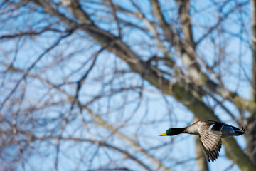 A lone mallard drake flying with trees blurred in background.  Copy space.