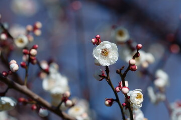 青空を背景に白梅の花と可愛いつぼみ