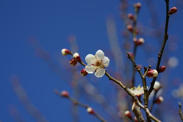 Obraz na płótnie Canvas 青空を背景に白梅の花と可愛いつぼみ