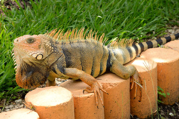 Green iguana resting on the side of the garden.Fauna wildlife,tropical botany,lizard
